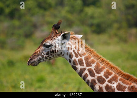 Maasai jirafa (Giraffa camelopardalis), retrato, el Parque Nacional de Arusha, Tanzania Foto de stock