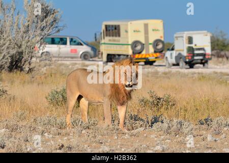 León (Panthera leo), de pie, alerta, con vehículos de turismo por detrás, el Parque Nacional de Etosha, Namibia, África