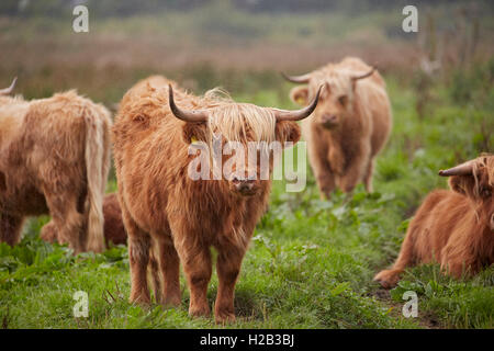 Highland ganado en Alverstone en la Isla de Wight Foto de stock