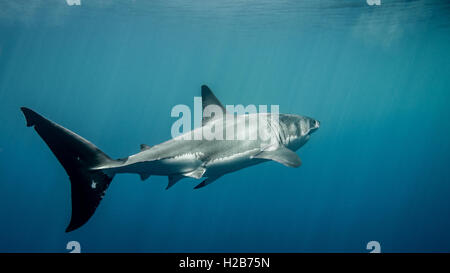 Gran tiburón blanco aleta caudal bajo los rayos del sol en el azul del Océano Pacífico, en la Isla Guadalupe en México