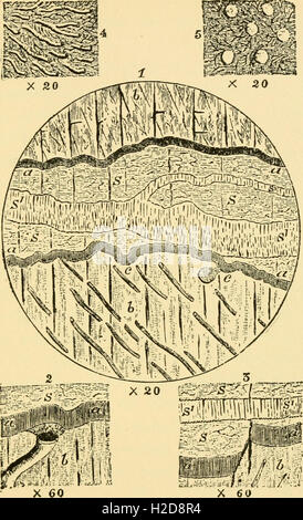Reliquias de vida primitivo, el comienzo de la vida en el amanecer del tiempo geológico (1897) (1