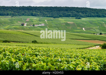 Filas de viñedos de Champaña, Francia, Europa, la UE, Europa Foto de stock
