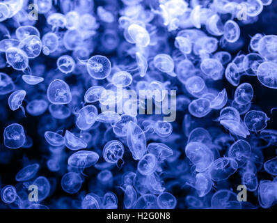 Grupo de muchas pequeñas medusas (Aurelia aurita) deriva