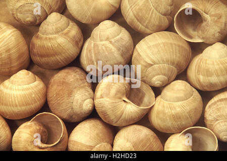 Las conchas de caracoles de uva sobre papel antiguo Foto de stock