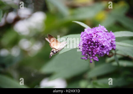 Hummingbird Hawk-moth, Macroglossum stellatarum, bebiendo el néctar de la flor buddleia púrpura. Foto de stock