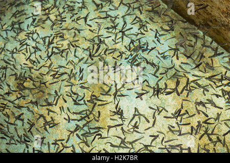 Un montón de muy joven truchas en estanque poco profundo, esperando por la comida en la Ribeira Frio criadero de truchas Foto de stock