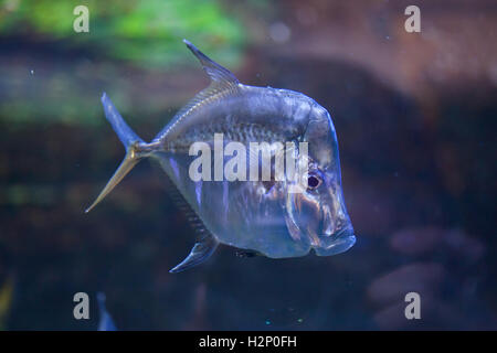 Lookdown (Selene vomer). Los peces marinos. Foto de stock