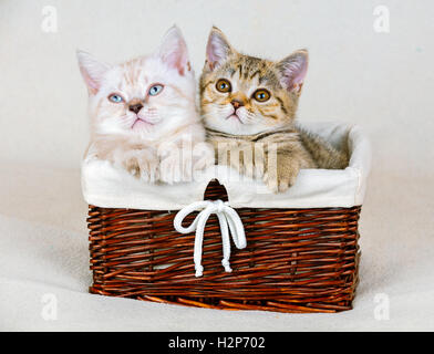 Dos lindos gatitos poco sentado en una cesta