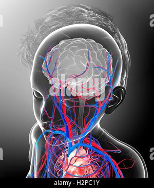 Ilustración de un niño y el suministro de sangre al cerebro. Foto de stock