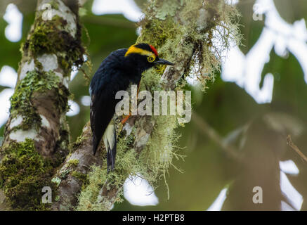 Un color amarillo-tufted Woodpecker (Melanerpes cruentatus) sobre un árbol. Ecuador, América del Sur. Foto de stock