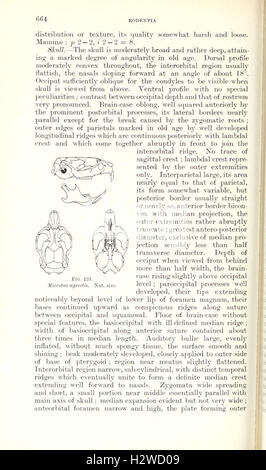 Catálogo de los mamíferos de Europa occidental (Europa exclusivo de Rusia) en la colección del Museo Británico (página 664) BHL84