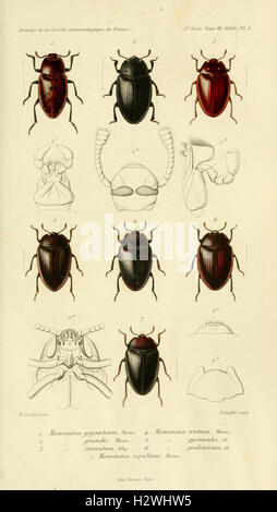 Los Annales de la Société entomologique de France (Pl. 1) BHL302 Foto de stock