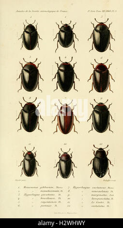 Los Annales de la Société entomologique de France (Pl. 3) BHL302 Foto de stock