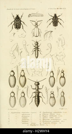 Los Annales de la Société entomologique de France (Pl. 6) BHL302 Foto de stock