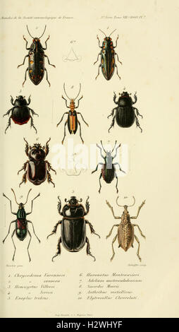 Los Annales de la Société entomologique de France (Pl. 7) BHL302 Foto de stock