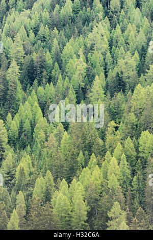 Variedad de sombras claras y oscuras de color verde en las copas de los árboles de un profundo bosque alpino en Suiza (Valais) Foto de stock