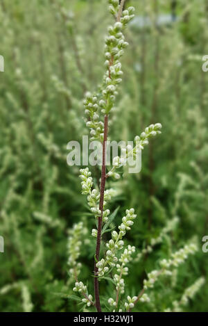 Beifuss; Artemisia vulgaris, Heilpflanze; Foto de stock