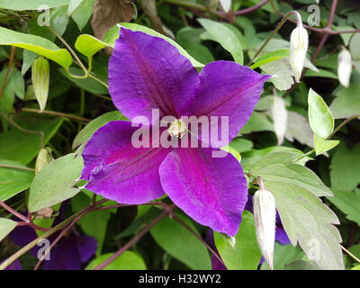 Clematis; Jackmanii; Clematis-Hybride, Kletterpflanze Clematis; Jackmanii; Clematis-Hybride, Kletterpflanze