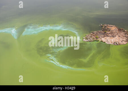 Toma aérea del lago Victoria , crecimiento exagerado de algas azul-verde Foto de stock