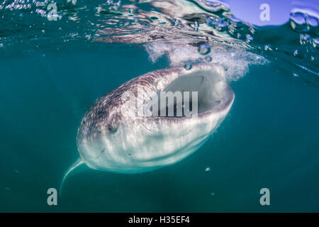 Tiburón ballena (Rhincodon typus), el filtro de alimentación apagado subacuático El Mogote, cerca de la Paz, Baja California Sur, México Foto de stock