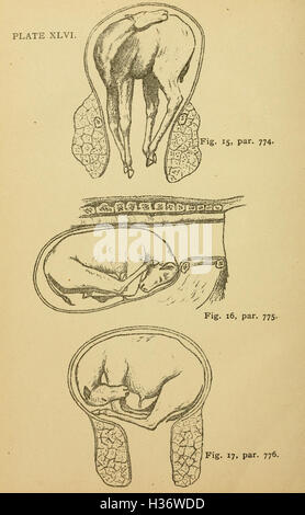 Lecciones elementales en la ciencia veterinaria BHL213