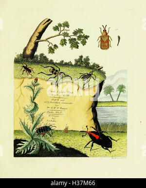 Johann Euseb Voets Beschreibungen und Abbildungen hartschaaligter Insekten, Coleoptera Linn BHL421