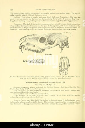 La Merycoidodontidae, un grupo extinto de mamíferos rumiantes (página 150) BHL107 Foto de stock