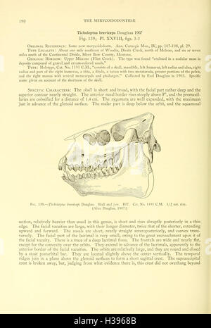 La Merycoidodontidae, un grupo extinto de mamíferos rumiantes (página 190) BHL107 Foto de stock