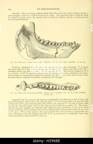 La Merycoidodontidae, un grupo extinto de mamíferos rumiantes (página 208) BHL107 Foto de stock