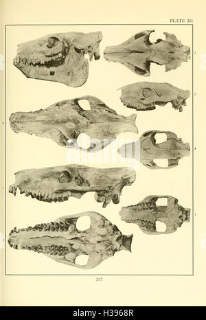 La Merycoidodontidae, un grupo extinto de mamíferos rumiantes (página 317) BHL107 Foto de stock