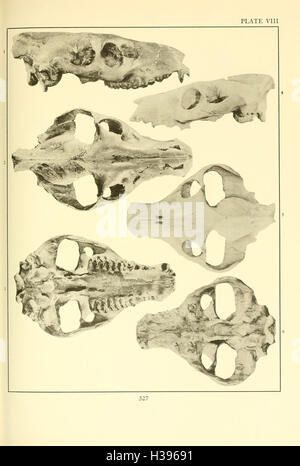 La Merycoidodontidae, un grupo extinto de mamíferos rumiantes (página 327) BHL107 Foto de stock