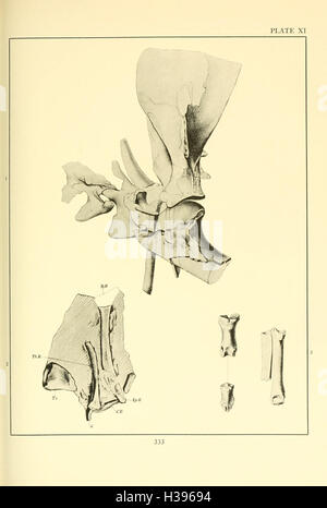 La Merycoidodontidae, un grupo extinto de mamíferos rumiantes (página 333) BHL107 Foto de stock