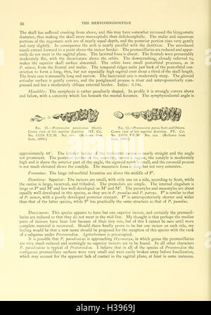 La Merycoidodontidae, un grupo extinto de mamíferos rumiantes (página 36) BHL107 Foto de stock