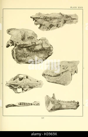La Merycoidodontidae, un grupo extinto de mamíferos rumiantes (página 369) BHL107 Foto de stock