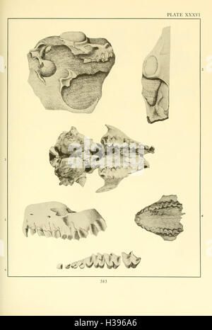 La Merycoidodontidae, un grupo extinto de mamíferos rumiantes (página 383) BHL107 Foto de stock