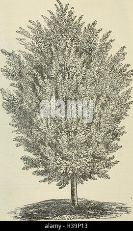 Estudio descriptivo catálogo ilustrado de árboles frutales y ornamentales, arbustos, plantas, etc., etc., etc. (1890) (2069240