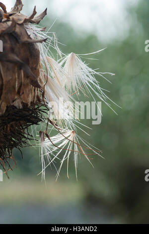 Cynara cardunculus. Muertos marchitas alcachofa / Cardo flor en otoño Foto de stock