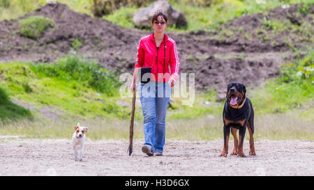 Retrato de una joven caminando con sus dos perros un perro rottweiler macho y una hembra de Jack Russell Terrier Perro Foto de stock