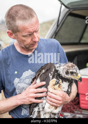 Un hombre sostiene un águila real juvenil mientras realizaba trabajos de  investigación sobre las aves Fotografía de stock - Alamy