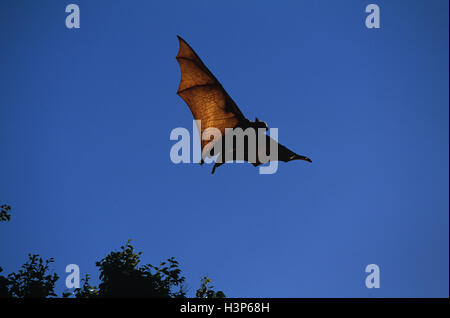 Flying-de cabeza gris (Pteropus poliocephalus fox) Foto de stock