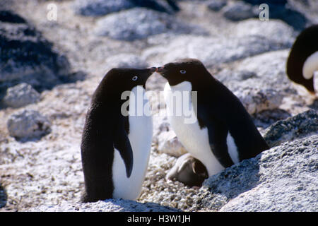 1Dos pingüinos Adelia (Pygoscelis adeliae) Foto de stock