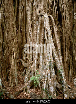 Higuera (Ficus sp.) Foto de stock