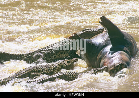 El cocodrilo del Nilo (Crocodylus niloticus) Foto de stock