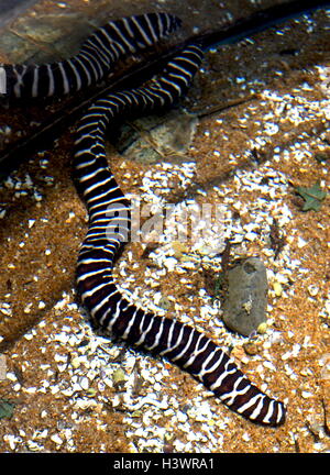 Cebra moray anguila fotografías e imágenes de alta resolución - Alamy