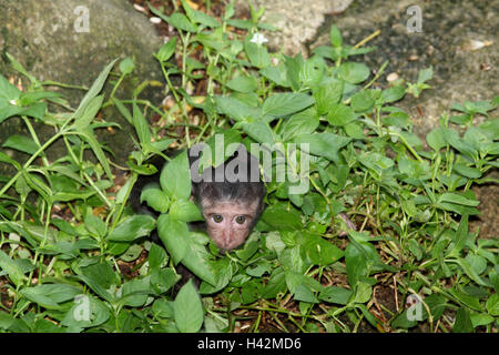 Schopfmakak animal joven, ansiosamente, tímido, Foto de stock