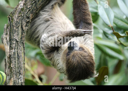 2 dedo perezoso, Choloepus didactylus, sucursal, colgar, impetuoso, animal, zoológico de animales salvajes, pieles de animales, mamíferos, escalar, perezoso, Unau, garras, selvas tropicales, exóticos,