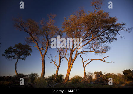 África, Botswana, distrito del noroeste, delta Okawango, árboles, luz del atardecer,