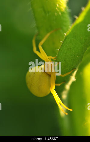 Goldenrod cangrejo araña, amarillo, hembra, Foto de stock