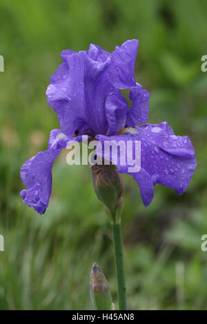 Alemán, iris Iris germanica, medio más cerca Foto de stock