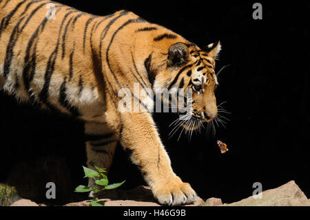 Tigre siberiano, Panthera tigris altaica, vista lateral, de pie, Foto de stock